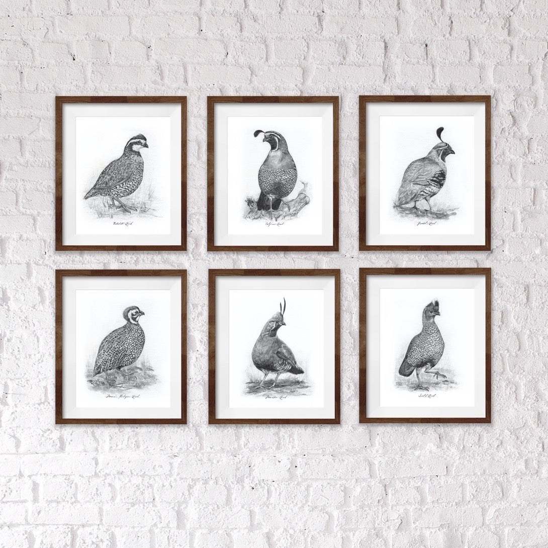 Scaled Quail, 6 of 6, 8x10" Print