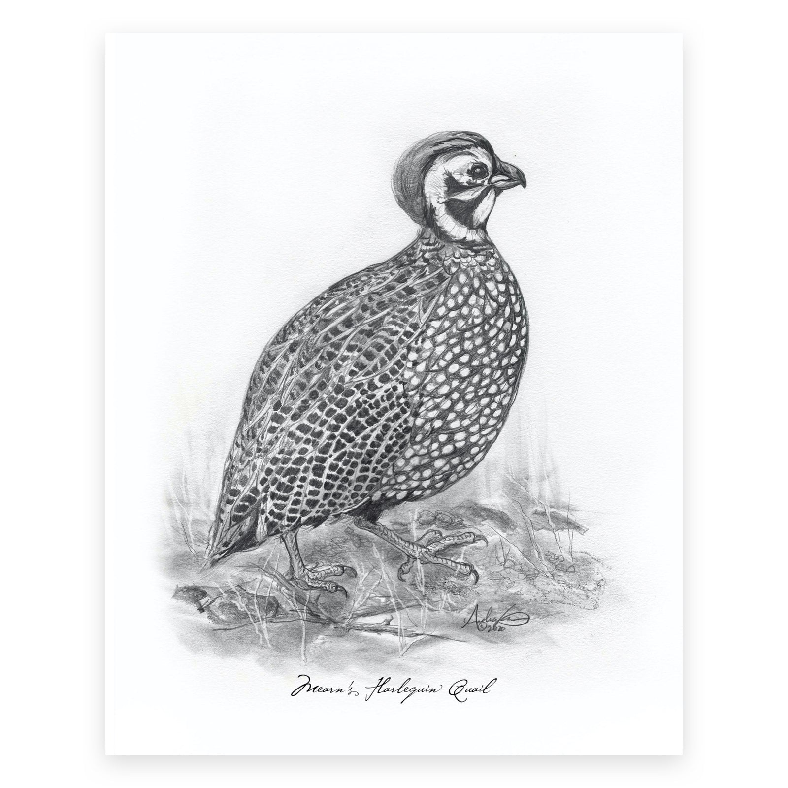 Mearn's Harlequin Quail, 4 of 6, 8x10" Print