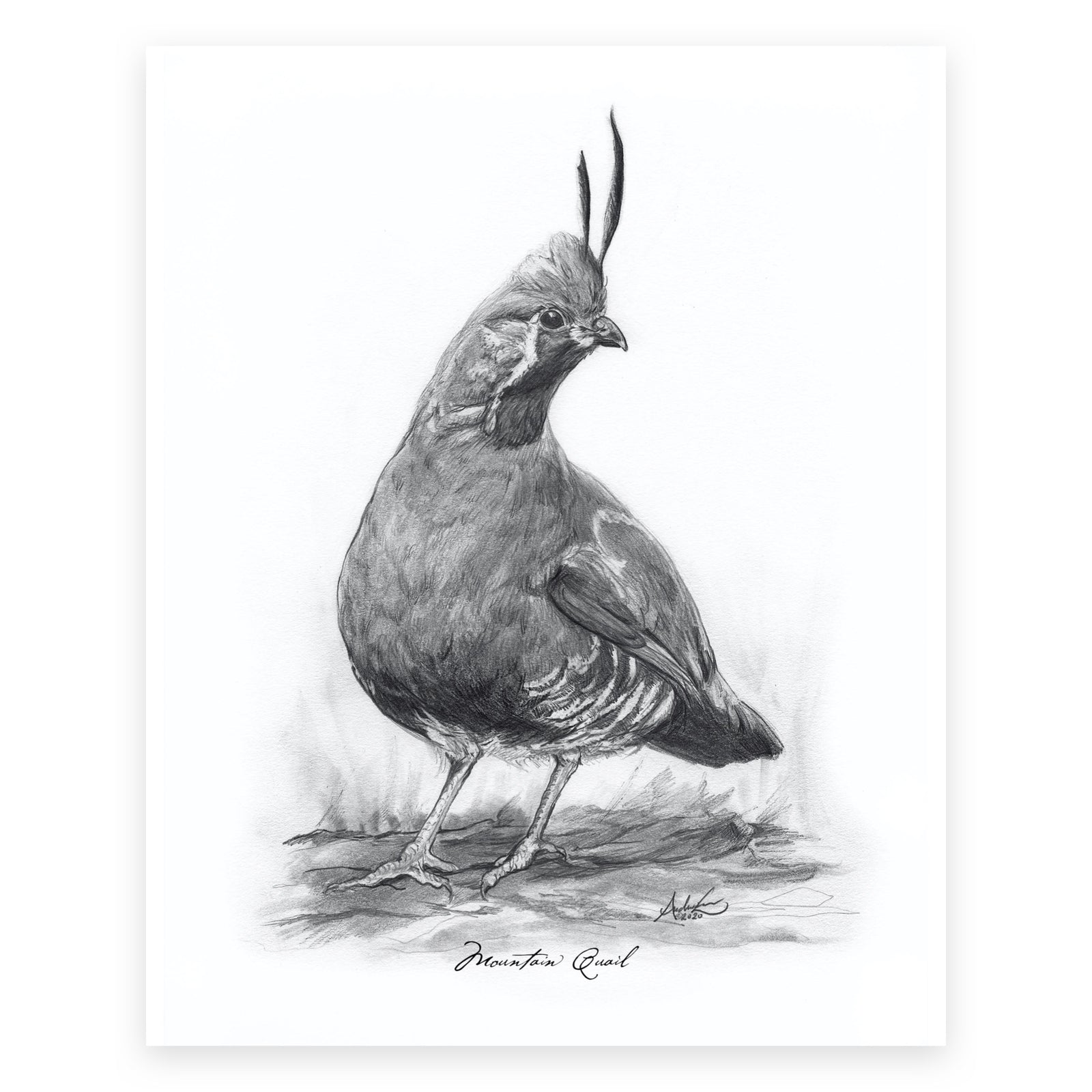 Mountain Quail, 5 of 6, 8x10" Print