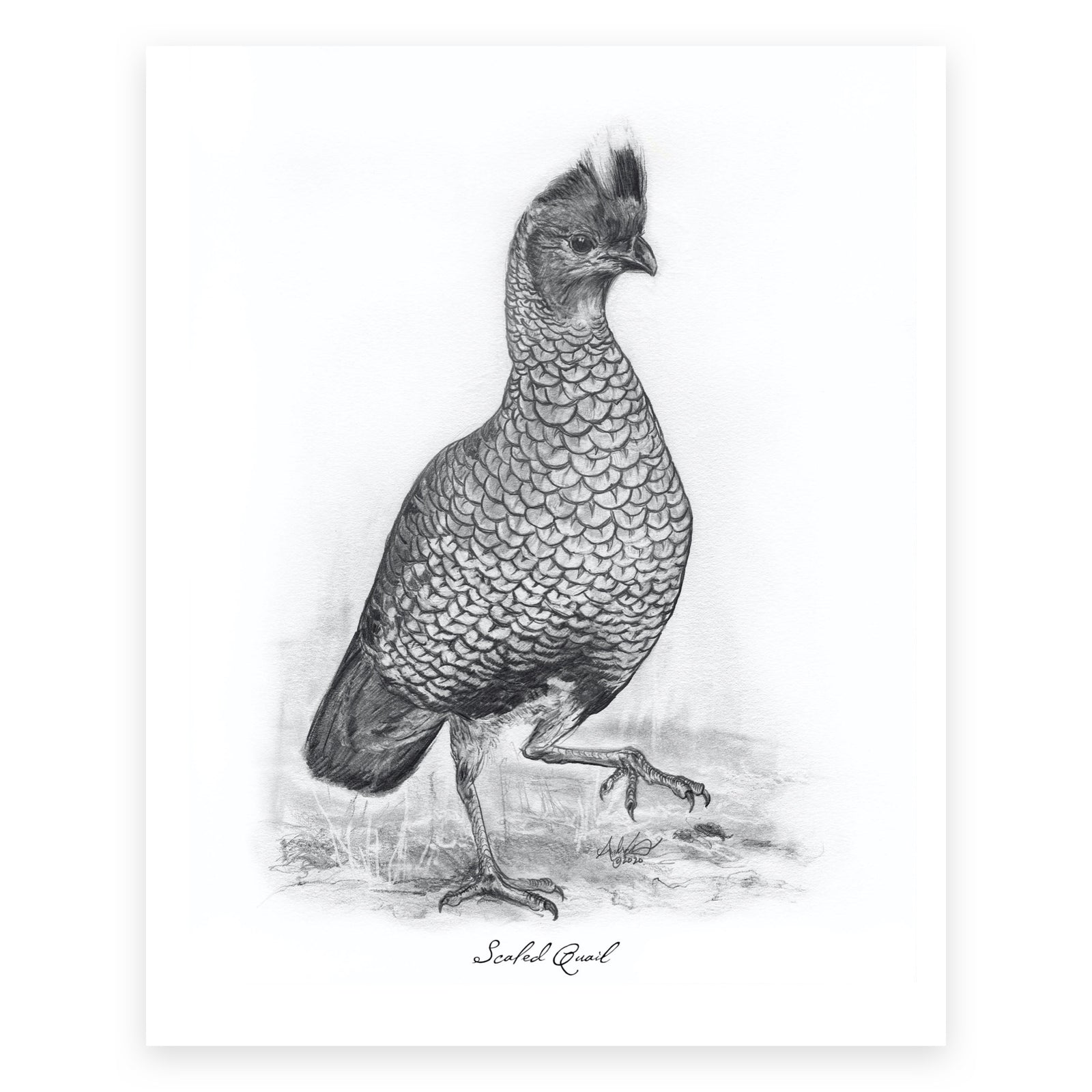 Scaled Quail, 6 of 6, 8x10" Print