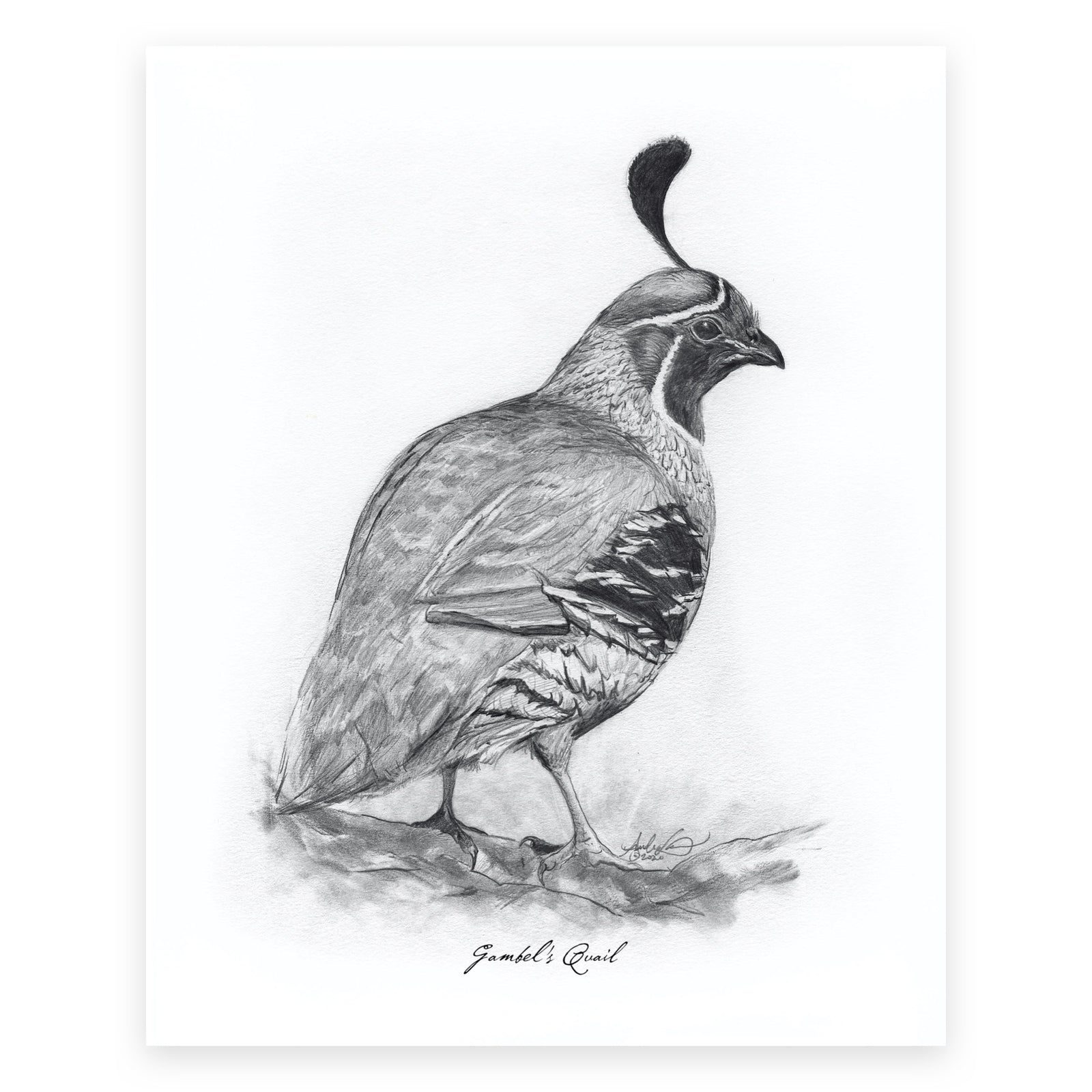 Gambel's Quail, 3 of 6, 8x10" Print