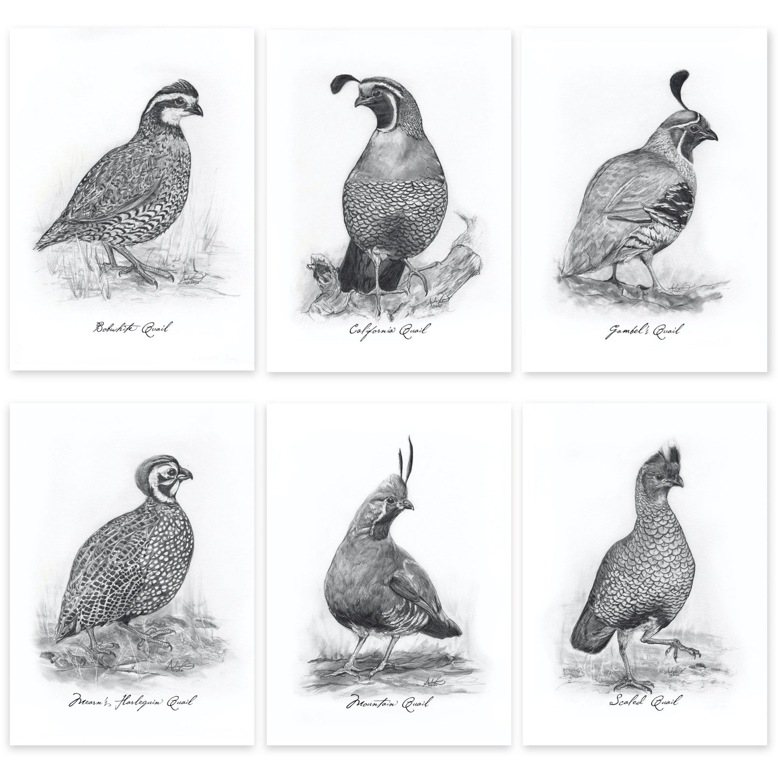 North American Quail Illustrations, Series of 6, 5x7" Prints