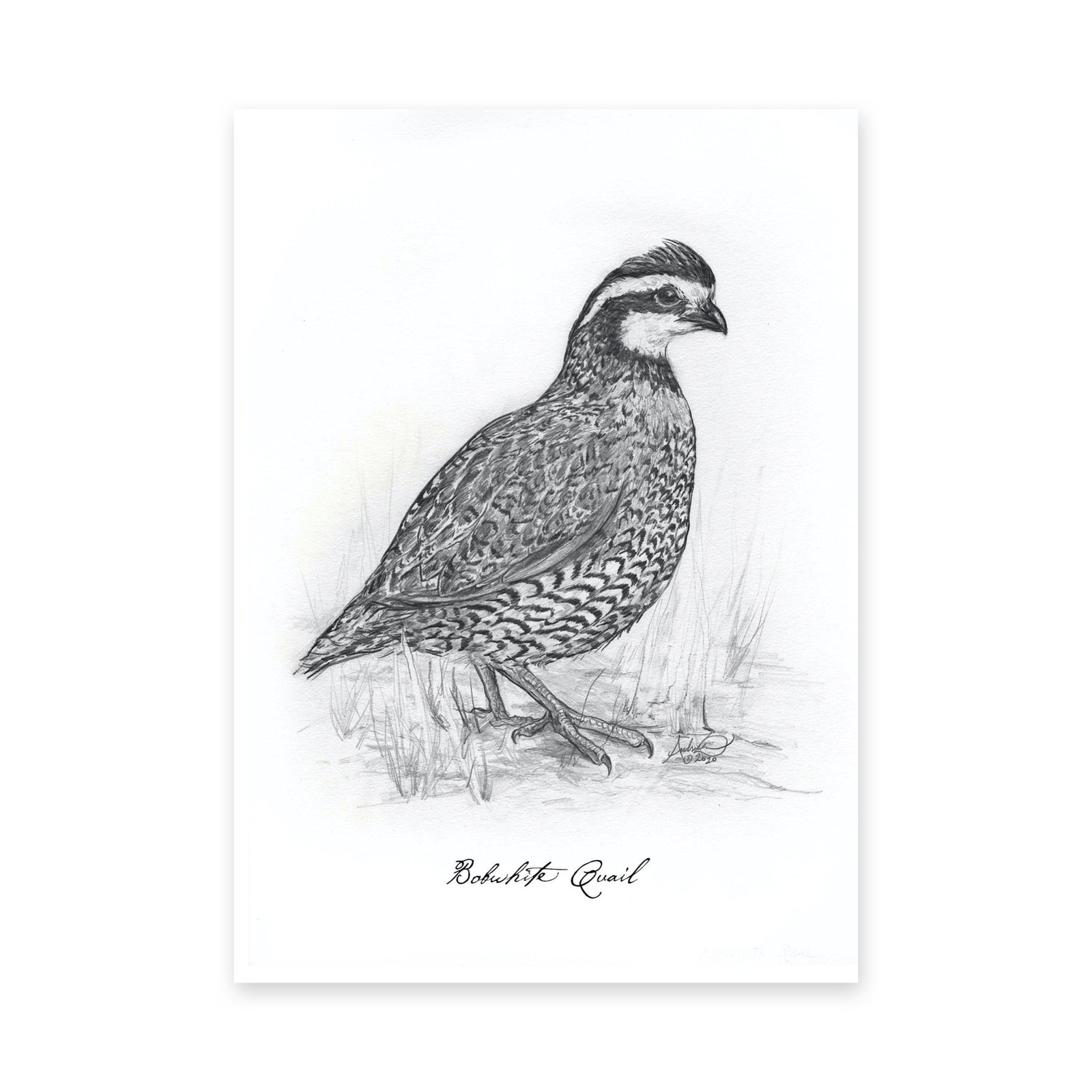 North American Quail Illustrations, Series of 6, 5x7" Prints