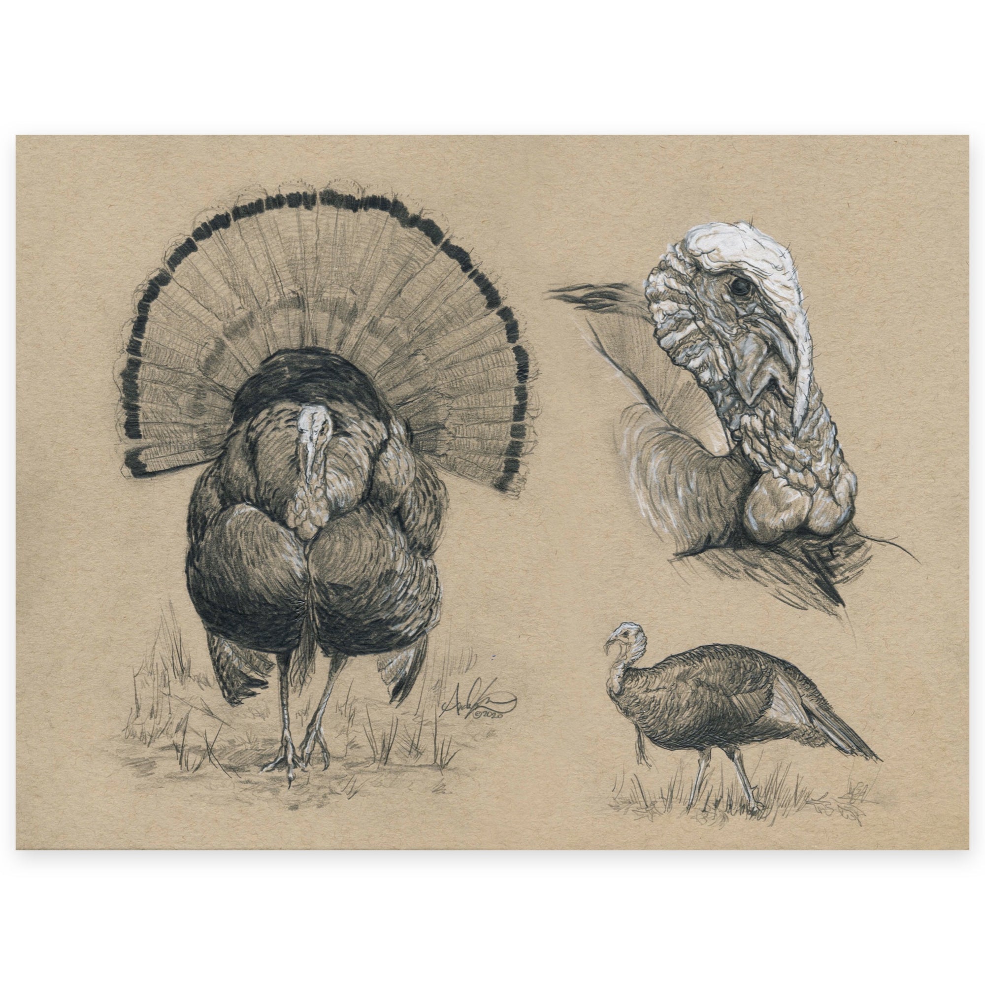 Original Eastern Wild Turkey Tom Illustration, 9x12"