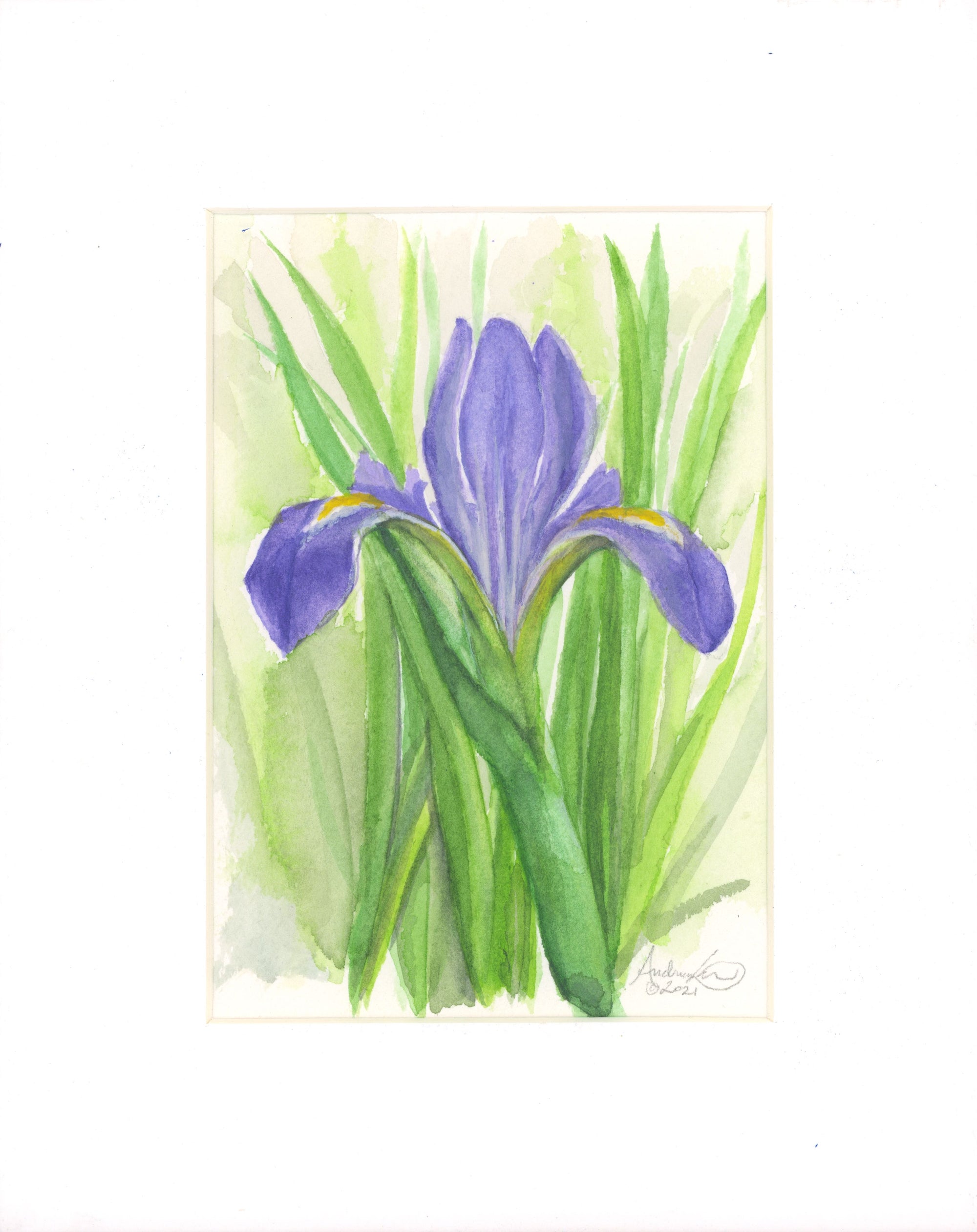 Louisiana bayou iris, original 5 x 7“