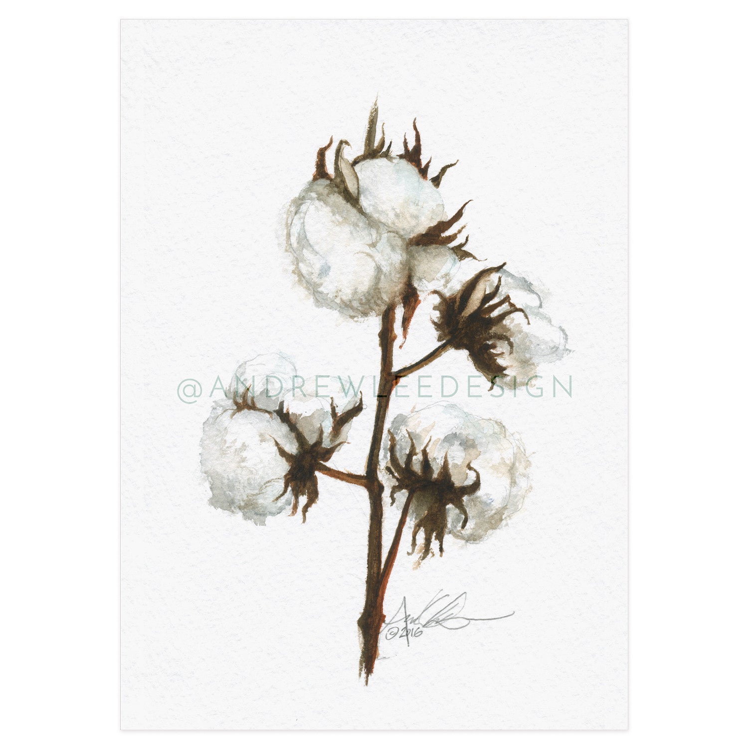 Old AU Cotton Rotation 1 of 3, 5x7" Print