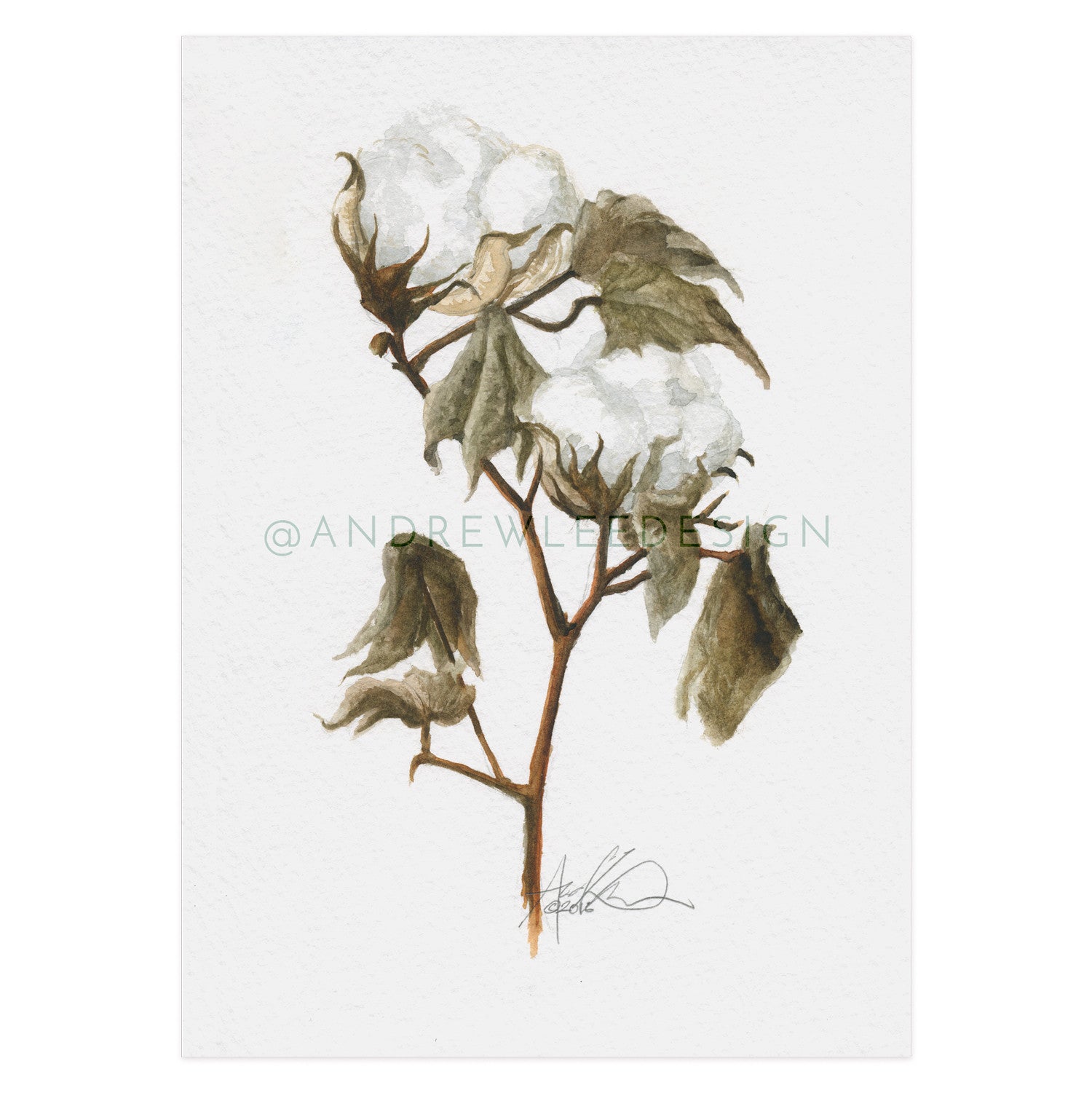 Old AU Cotton Rotation 2 of 3, 5x7" Print