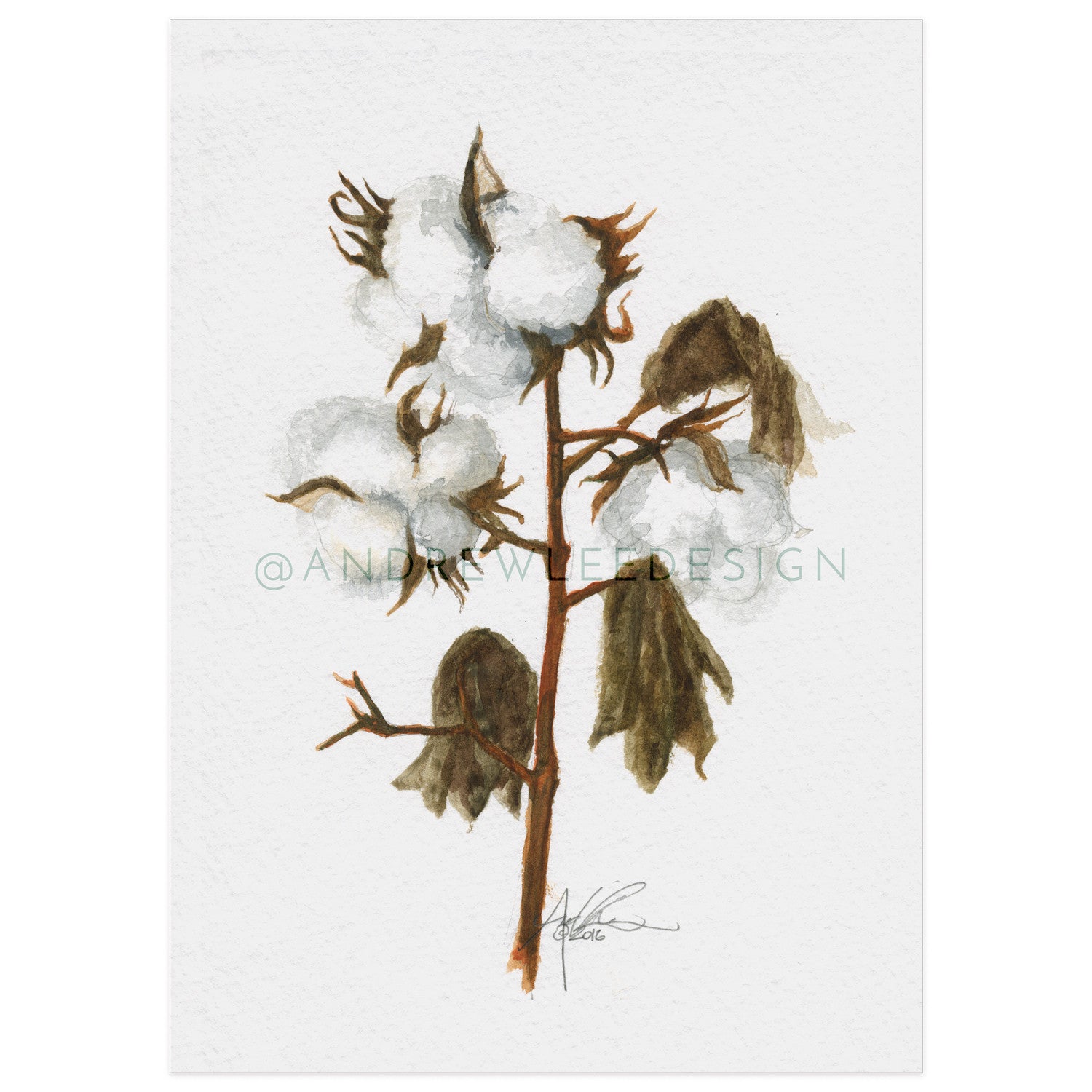 Old AU Cotton Rotation 3 of 3, 5x7" Print