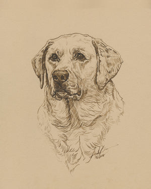 Pet Portrait Drawing, Pencil, Ink, Charcoal