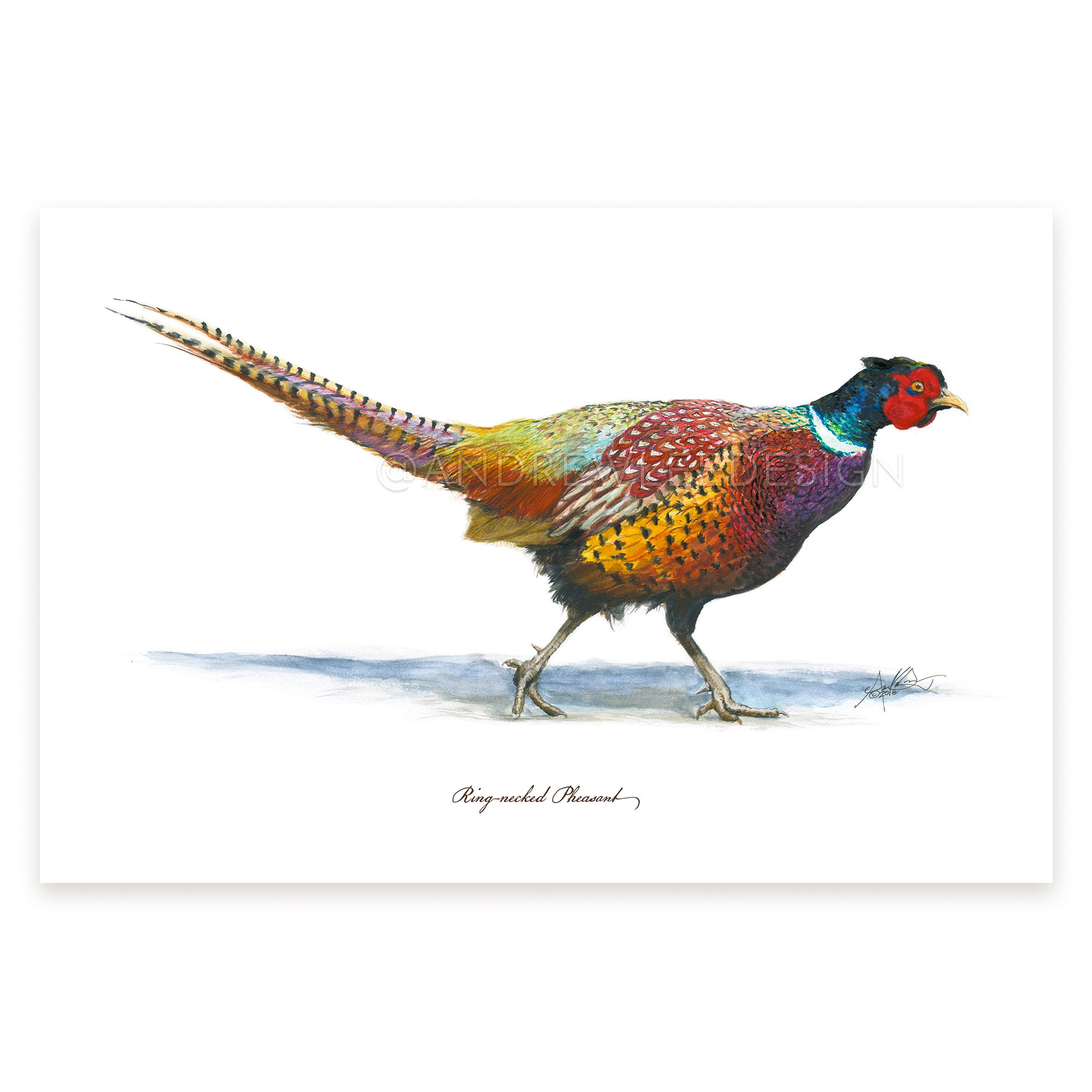 Ring-necked Pheasant, 12x18" Print