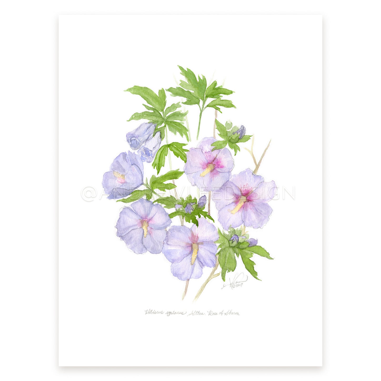 Althea, Rose of Sharon