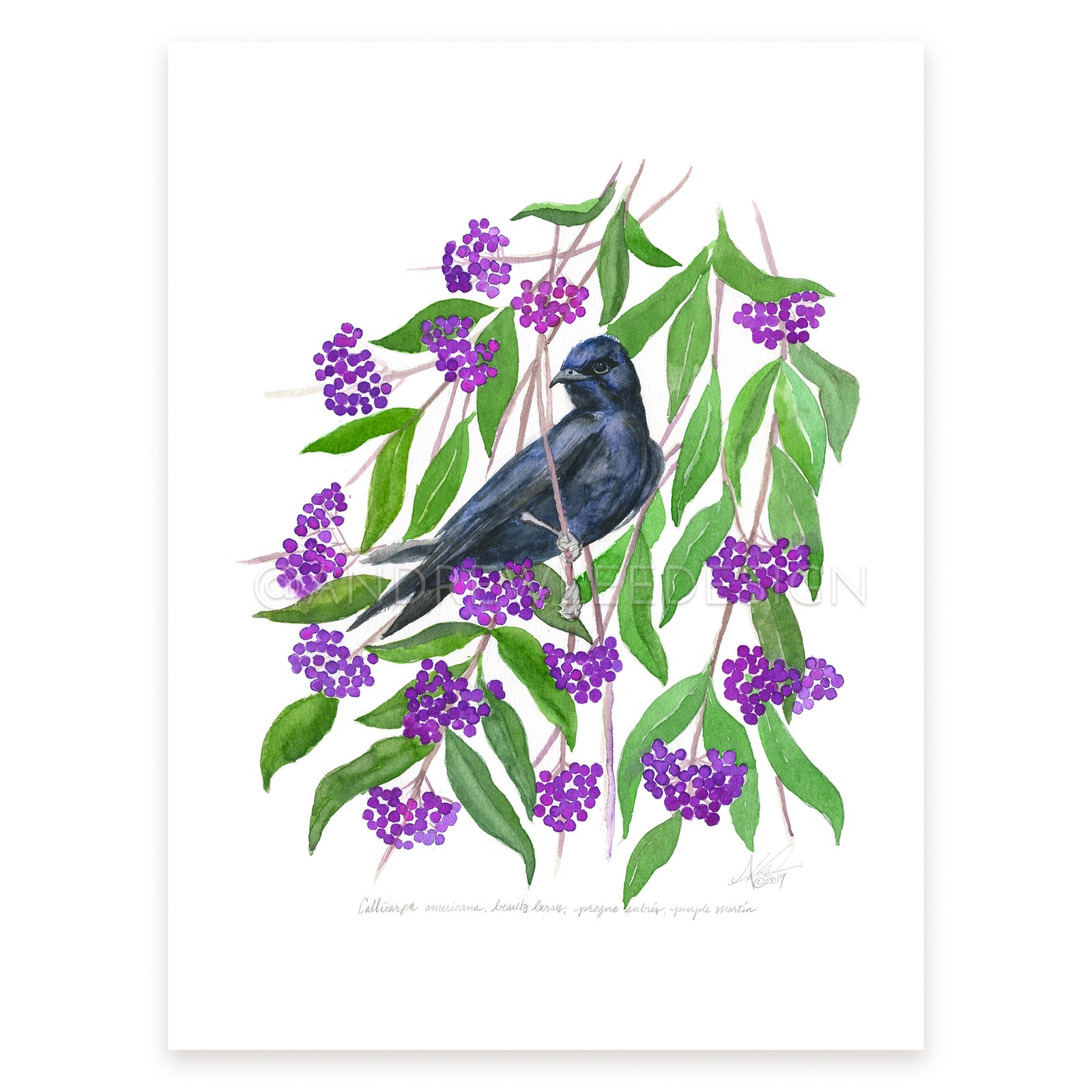 Beautyberry, Purple Martin