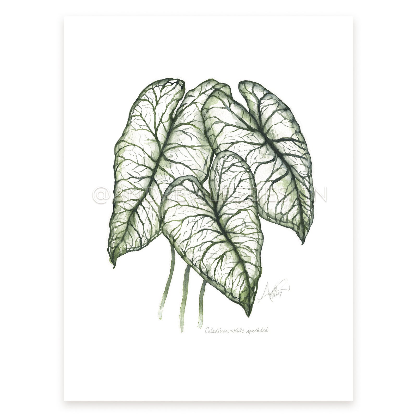 Caladium (white-speckled)