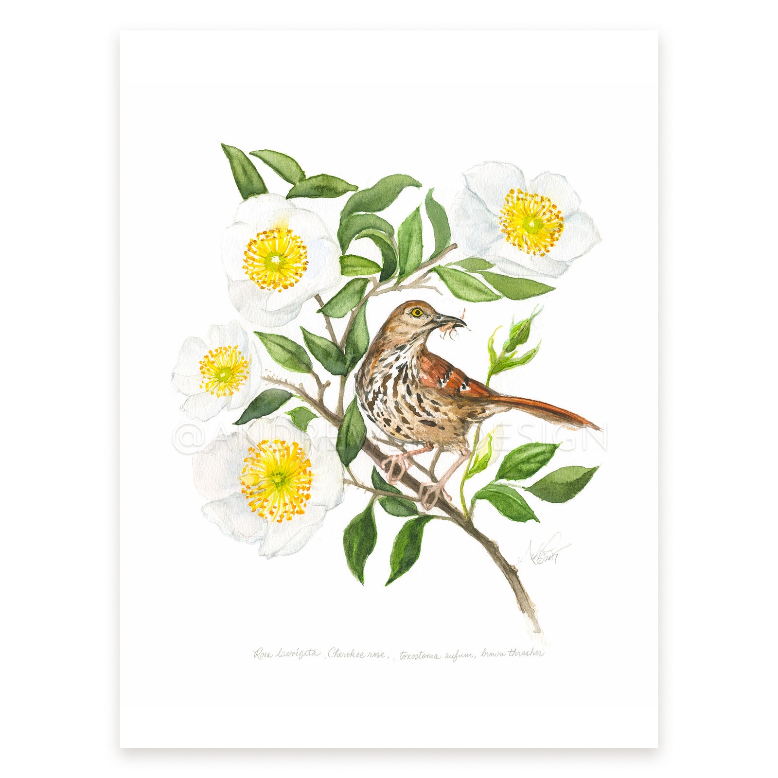 Cherokee Rose, Brown Thrasher