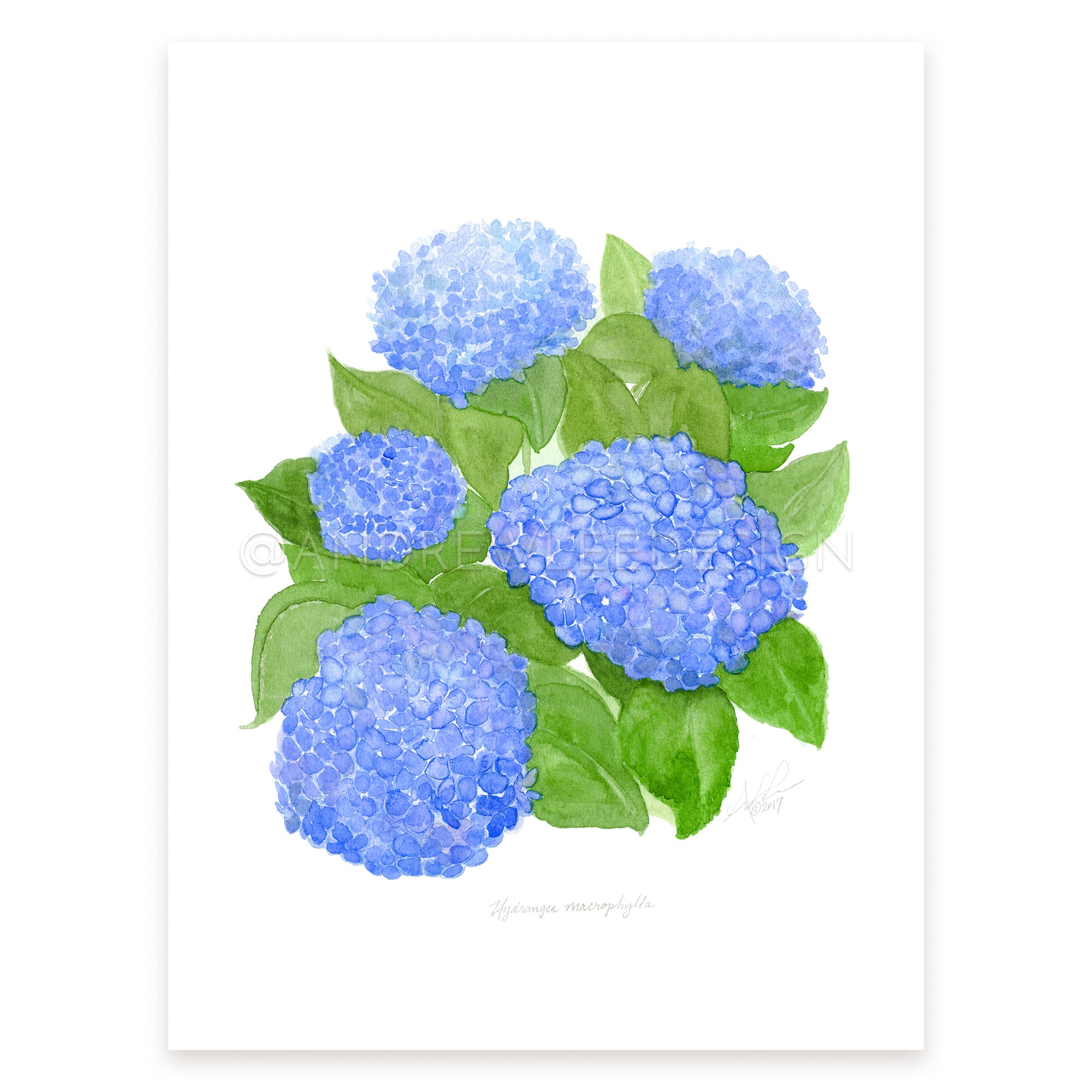 Blue Hydrangea - Watercolor and Ink with Map Giclee on Wood