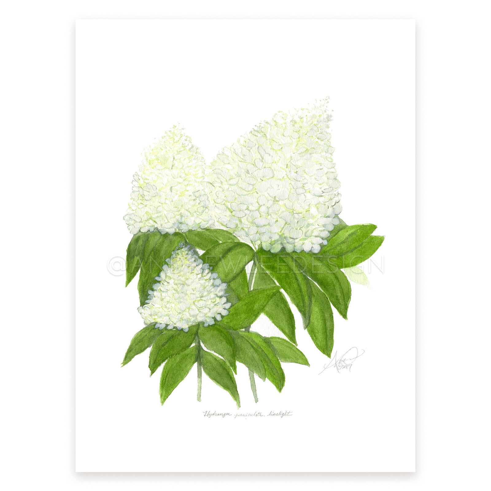 Limelight Hydrangea