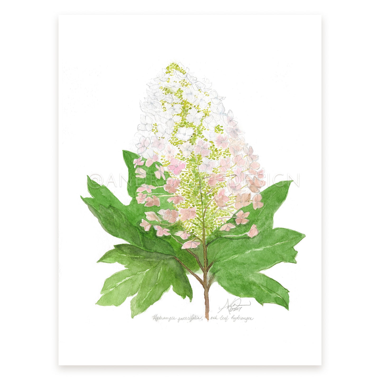 Oak Leaf Hydrangea