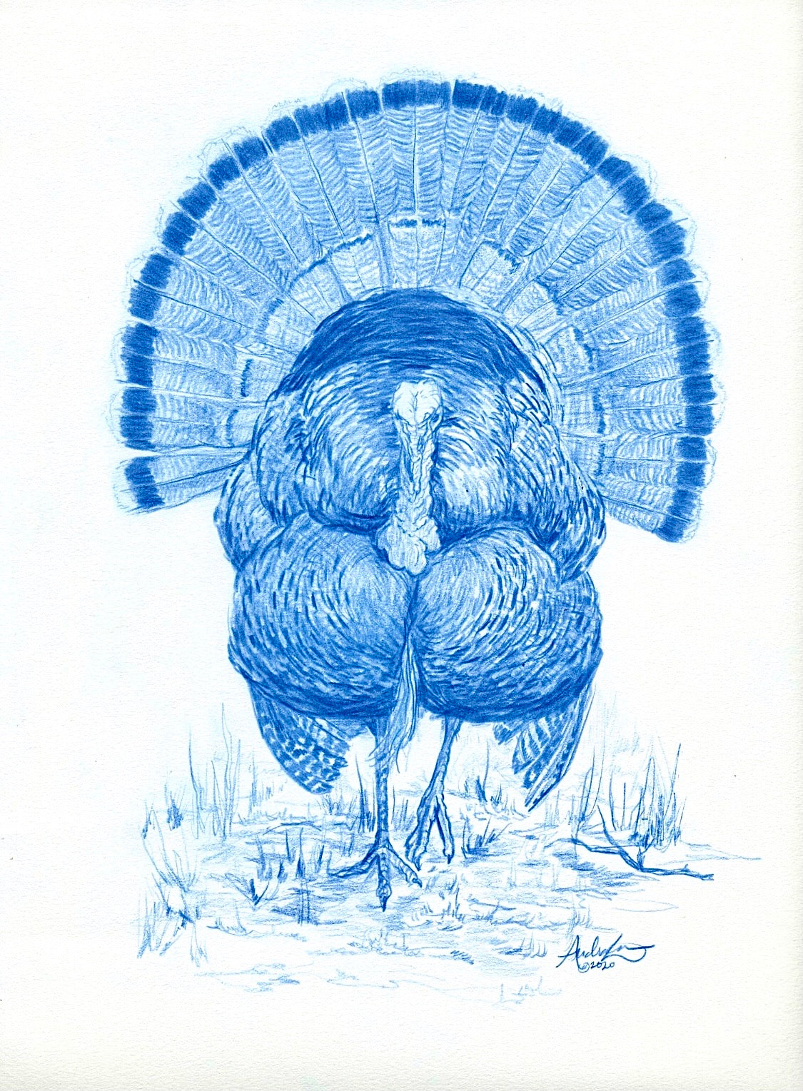 Gobbler in Blue, 9x12”