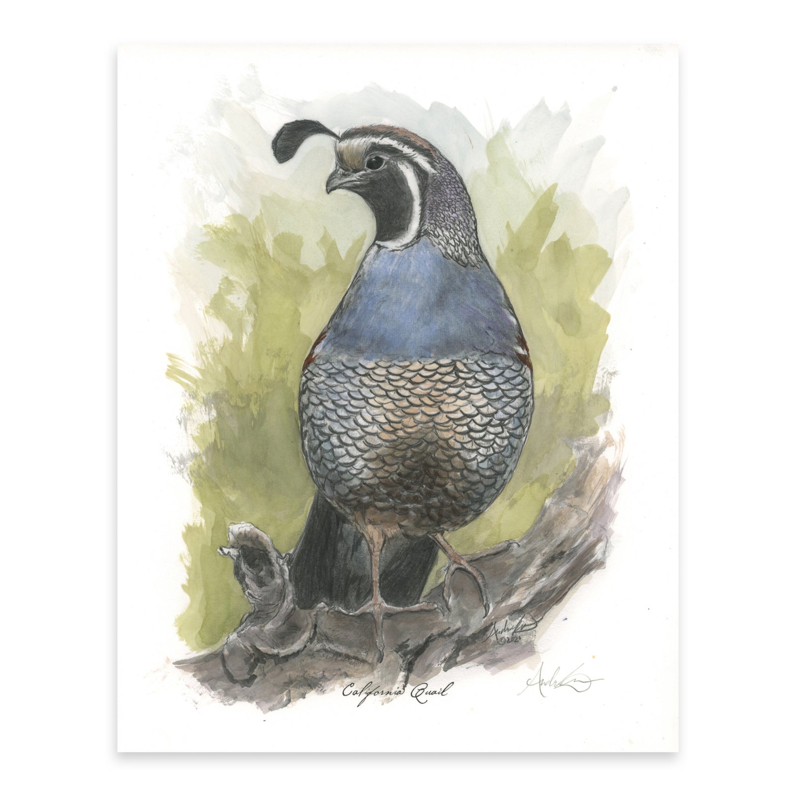 Hand-colored California Quail, 2 of 6, 8x10" Print