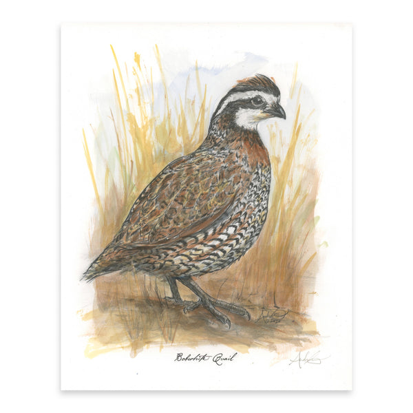 Hand-colored Bobwhite Quail, 1 of 6, 8x10 Print