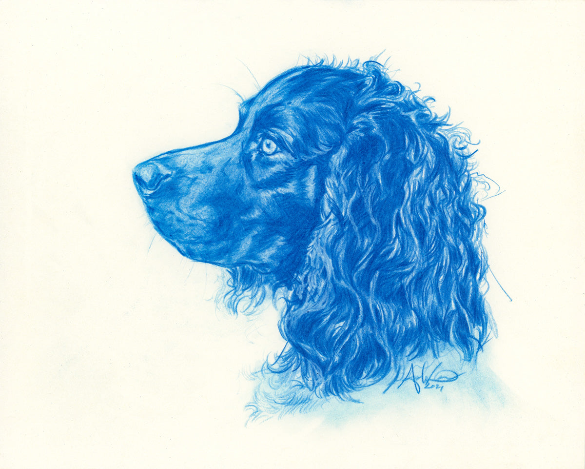 Boykin Spaniel Profile in Blue, Original 8x10”