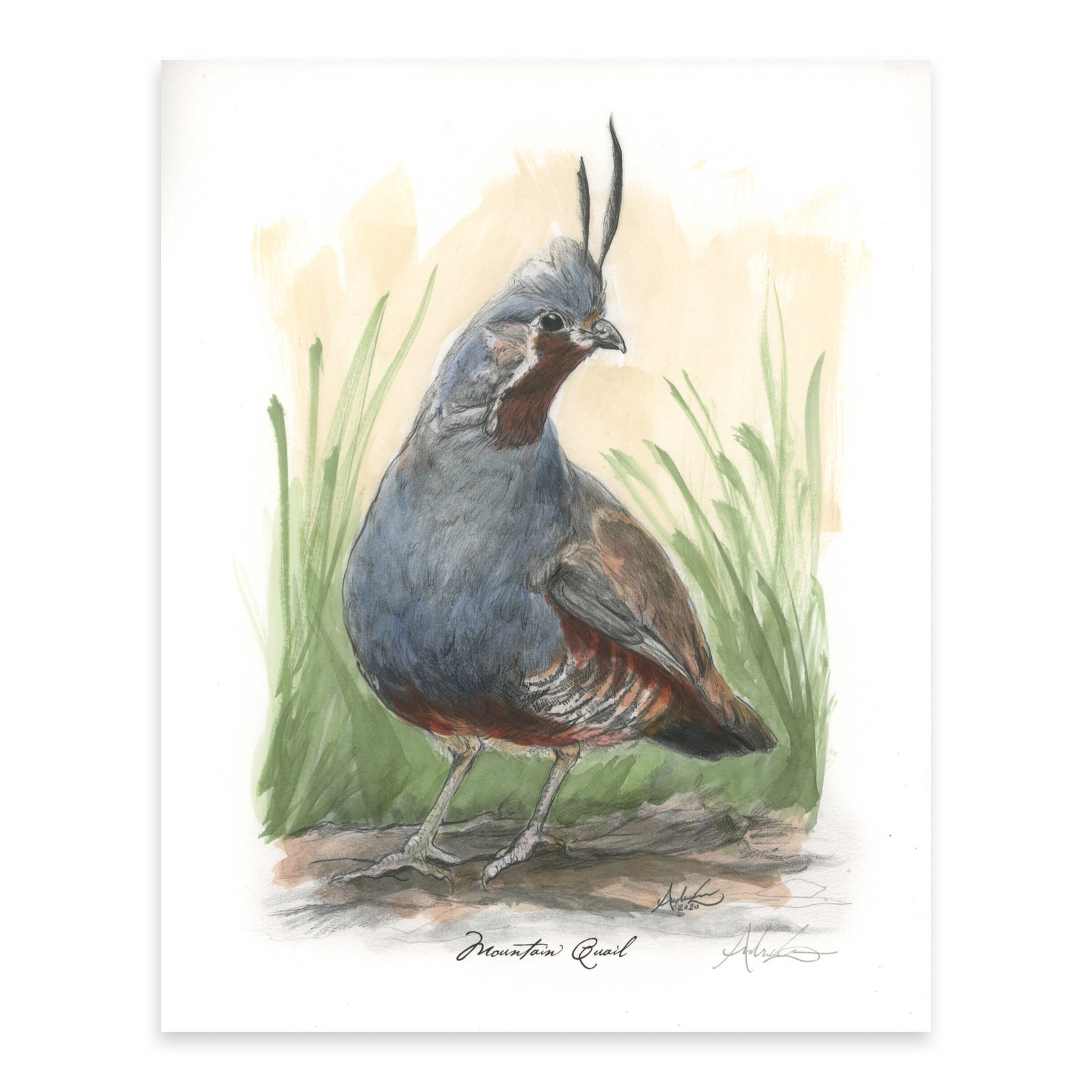 Hand-colored Mountain Quail, 5 of 6, 8x10" Print