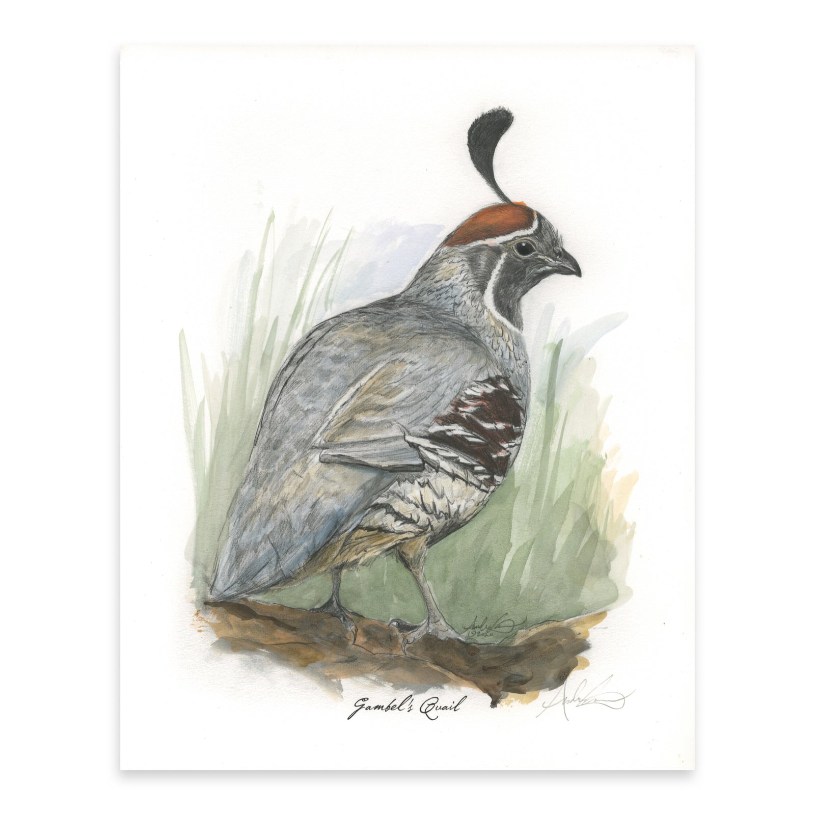 Hand-colored Gambel's Quail, 3 of 6, 8x10" Print