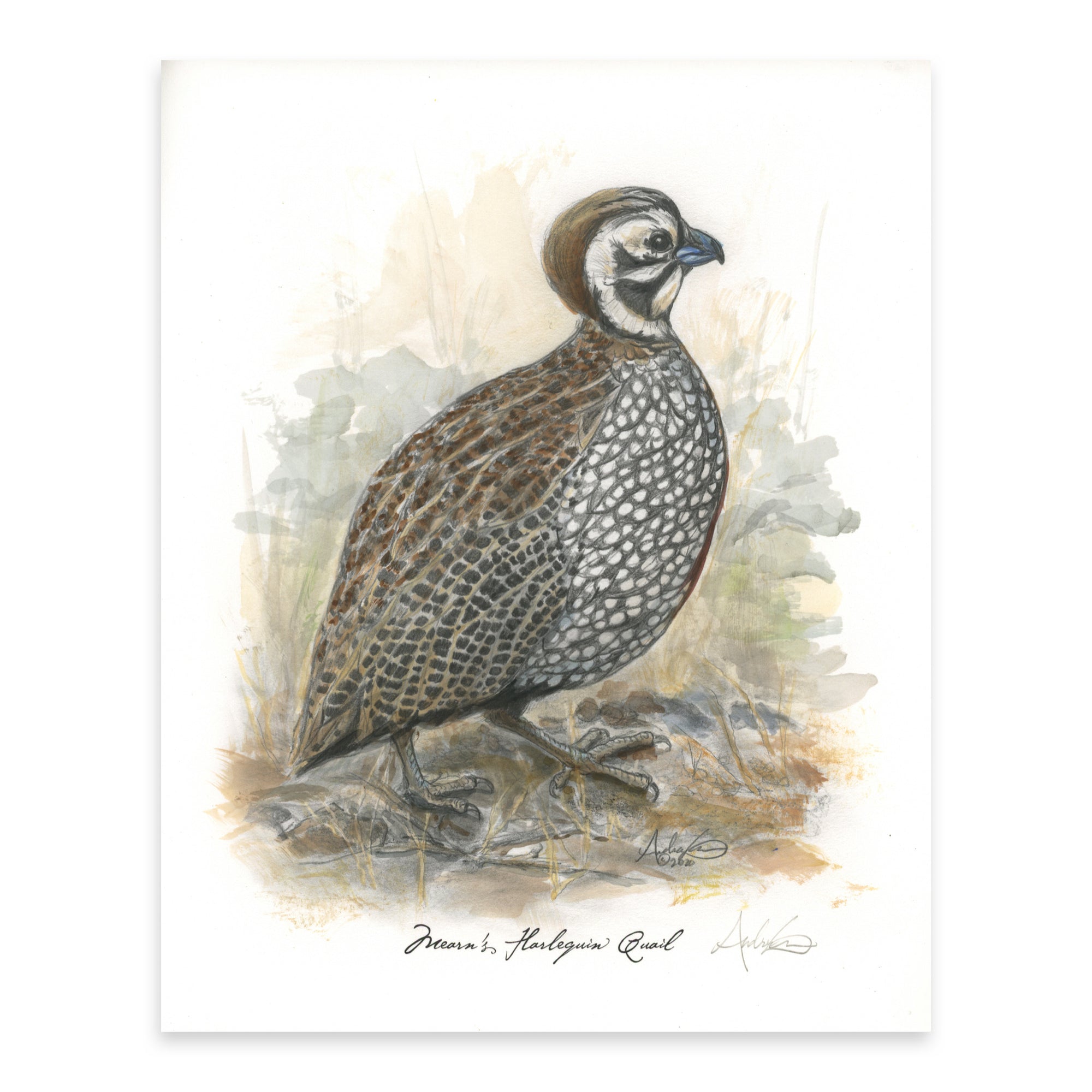 Hand-colored Mearn's Harlequin Quail, 4 of 6, 8x10" Print