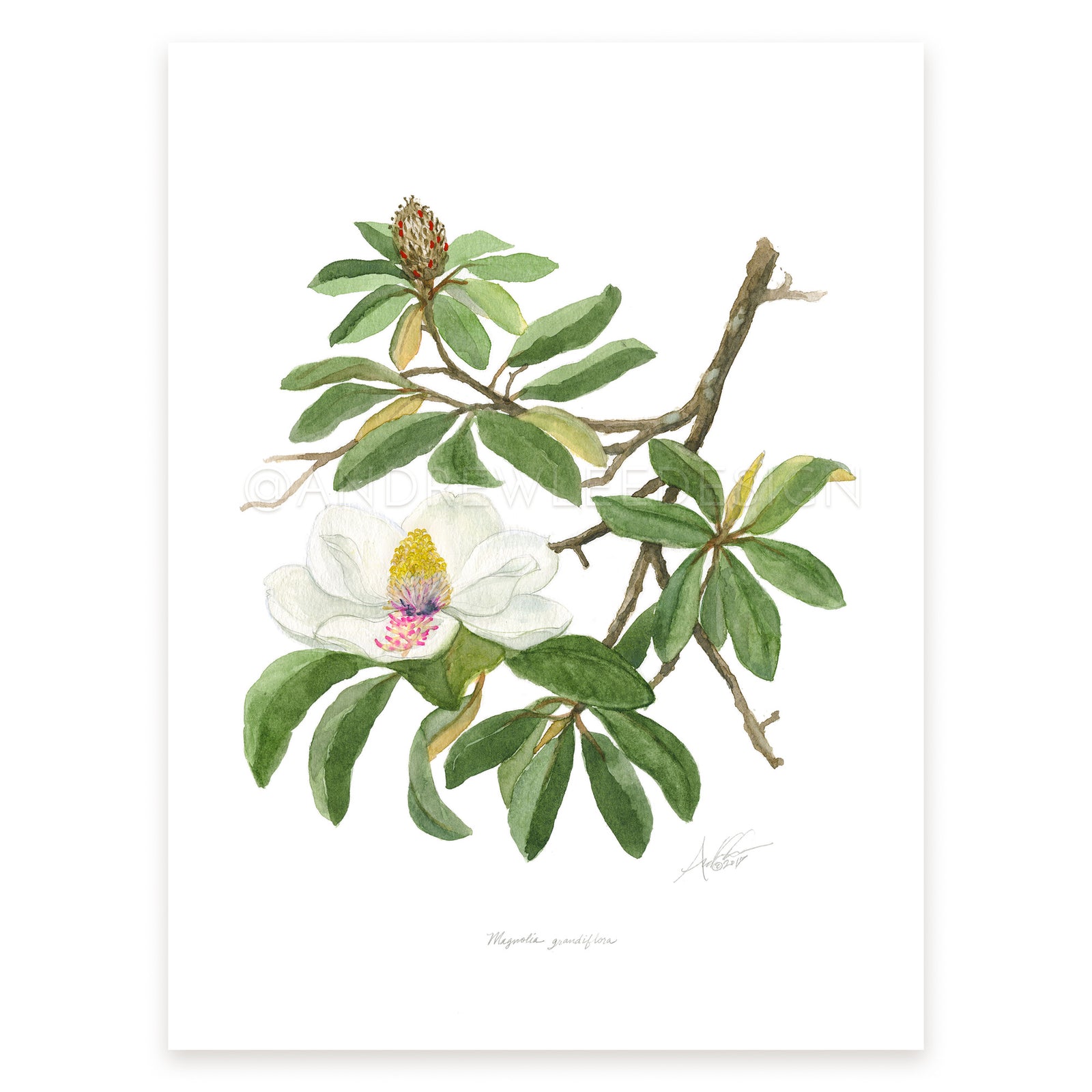 Southern Magnolia