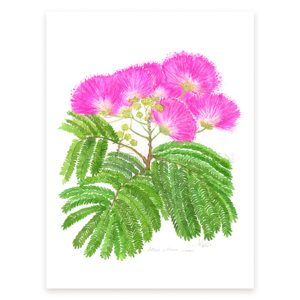 Mimosa - Andrew Lee Design